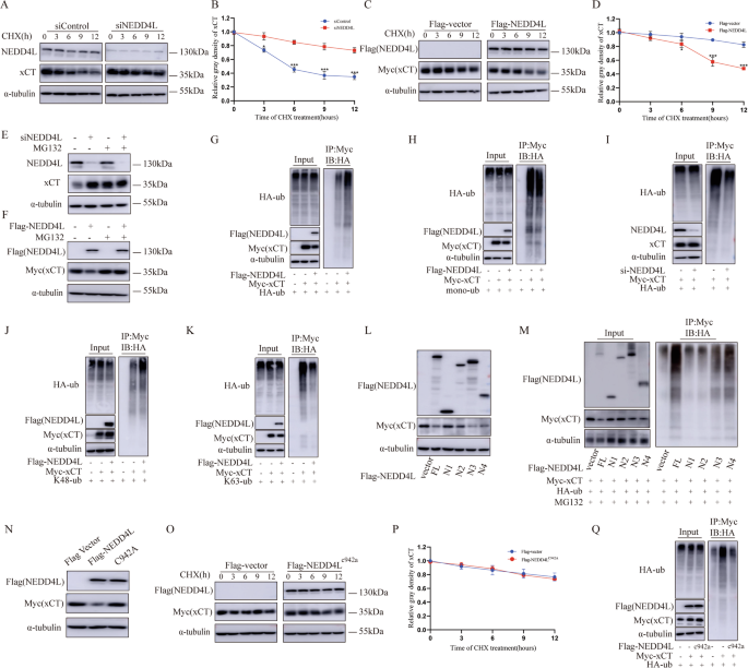 Fig. 6: NEDD4L modulates xCT stability in ubiquitination dependent manner.