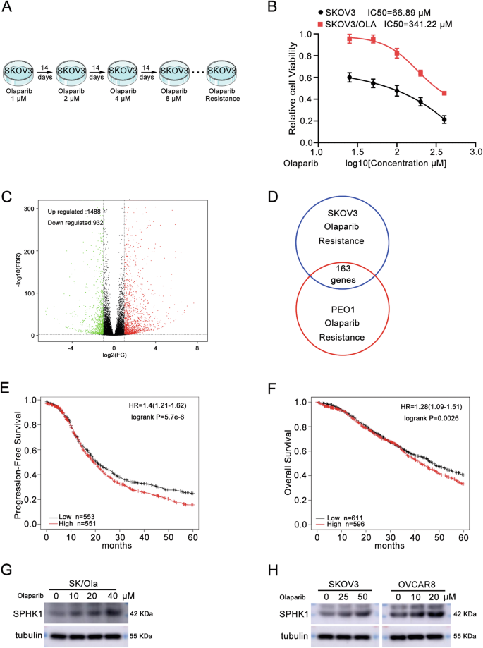 Fig. 1: SPHK1 is a key gene involved in olaparib resistance of ovarian cancer.