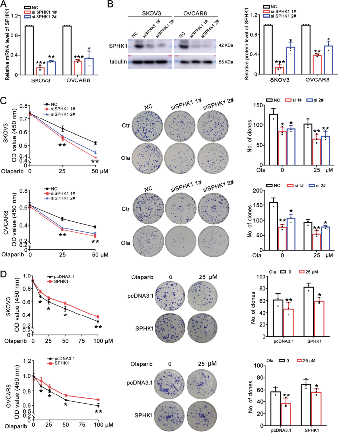 Fig. 2: SPHK1 promotes olaparib resistance in OC cells.