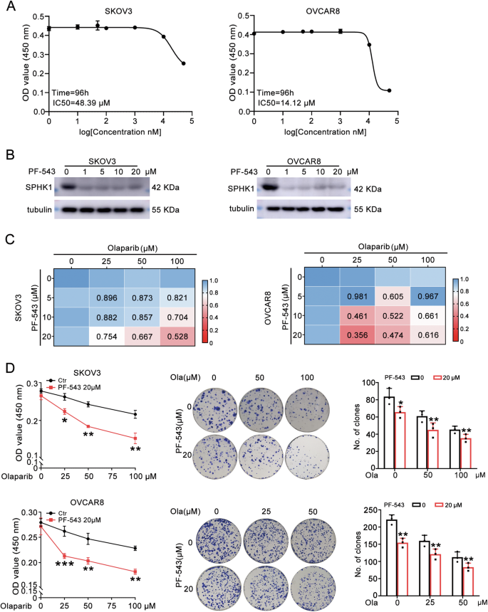 Fig. 3: PF-543, a SPHK1 inhibitor enhances the sensitivity of OC cells to olaparib.