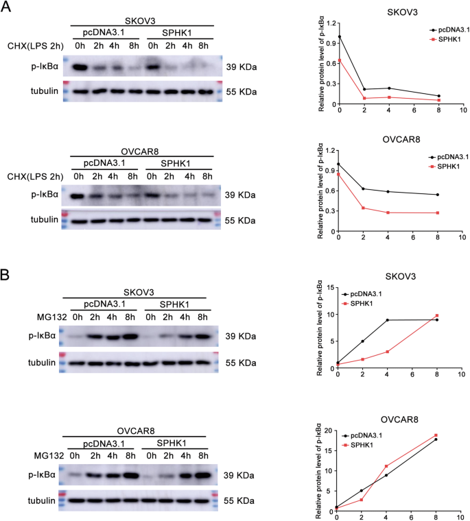Fig. 5: SPHK1 promotes the degradation of p-IκBα.