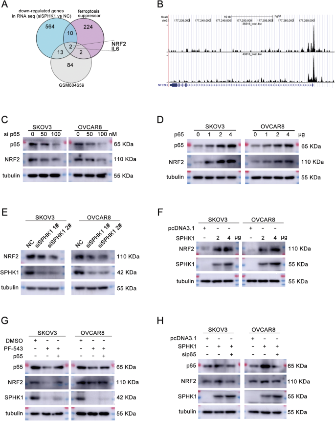 Fig. 7: SPHK1 regulates NRF2 through P65 to inhibit ferroptosis in ovarian cancer cells.