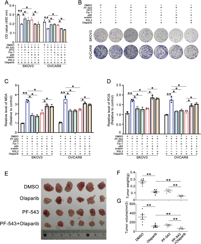 Fig. 8: PF-543 enhances olaparib sensitivity of OC by inhibiting p65 suppressed ferroptosis.