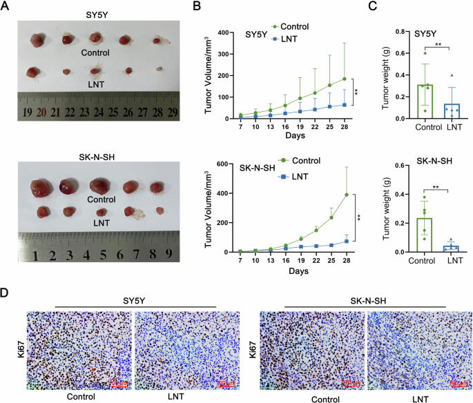 Lentinan suppresses the progression of neuroblastoma by inhibiting FOS-mediated transcription activation of VRK1 to stabilize p53 protein