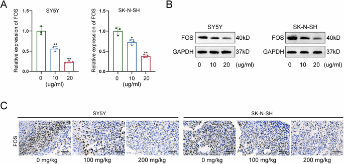 Fig. 3: LNT results in a significant downregulation of FOS expression.