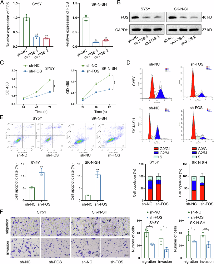Fig. 4: Silencing of FOS exerts suppressing functions in NB cell growth, migration, and invasion.