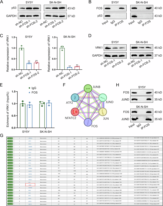 Fig. 6: FOS interacts with JUND to upregulate VRK1.