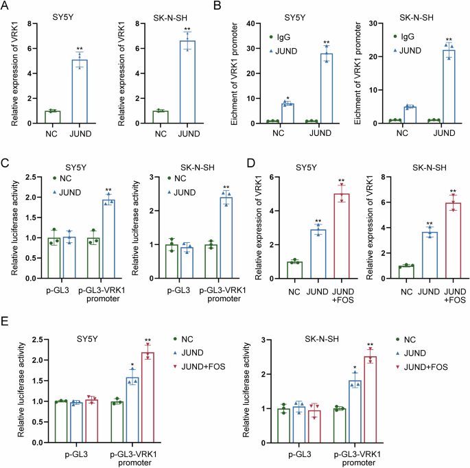 Fig. 7: FOS transcriptionally activates VRK1 through JUND.