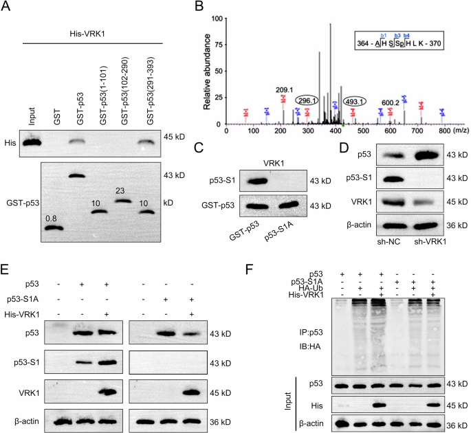 Fig. 8: VRK1 induces the downregulation of p53 via phosphorylation regulation.