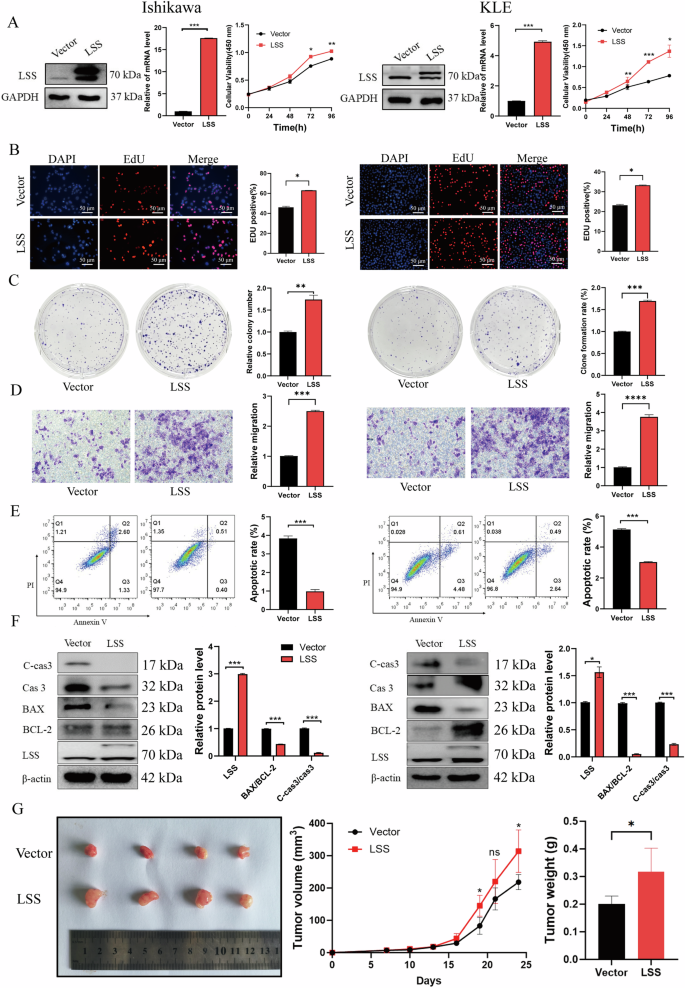 Fig. 2: Overexpression of LSS promotes EC cell proliferation, and migration and reduces cell apoptosis.