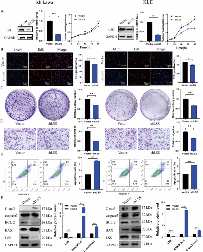 Fig. 3: Knockdown of LSS reduces EC cell proliferation, and migration and promotes cell apoptosis.