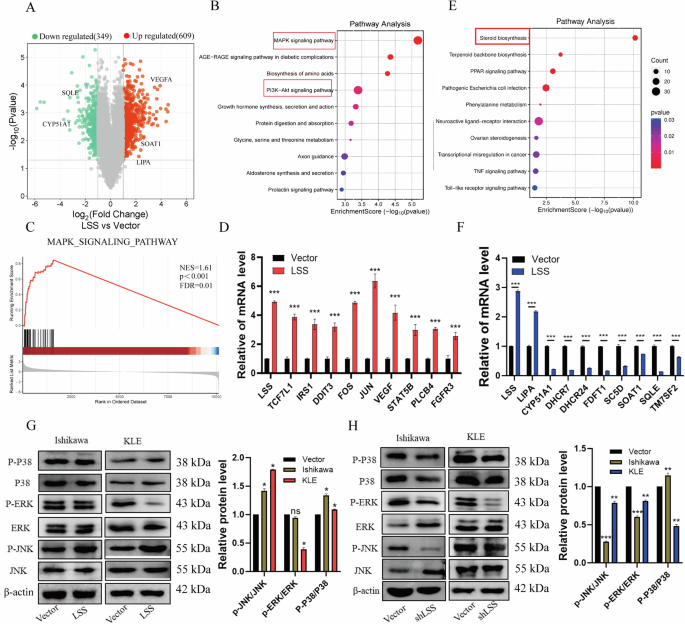 Fig. 4: LSS promotes EC cell growth by activating downstream MAPK signaling pathways.