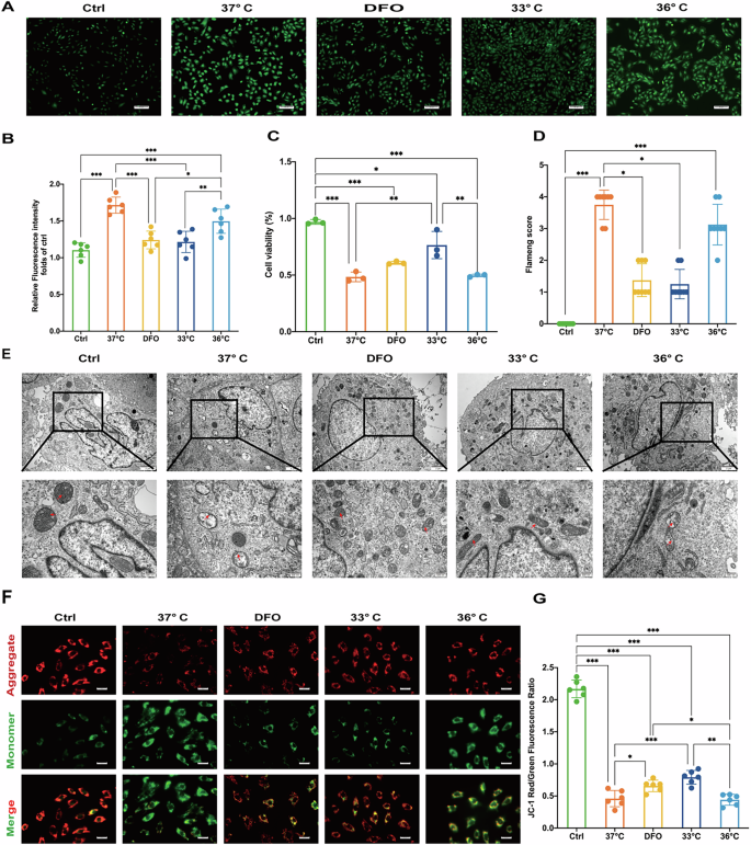 Fig. 3: Hypothermia at 33 °C alleviated H/R injury in vitro.