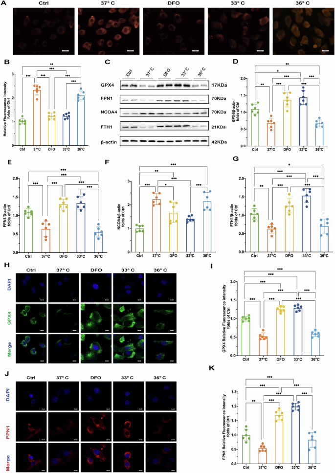 Fig. 4: Quantitative and visual analysis of Fe2+ levels and key proteins in treated cells.