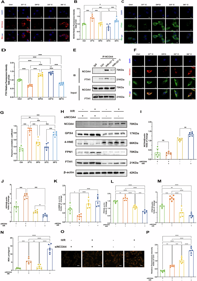 Fig. 5: Hypothermia at 33 °C inhibited ferroptosis through disrupt NCOA4-FTH1 interaction.