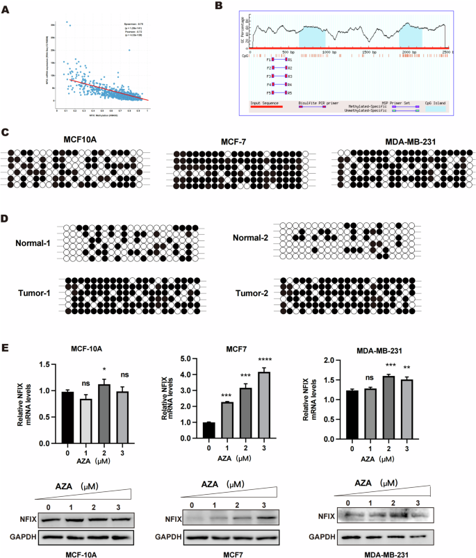 Fig. 2: DNA methylation of NFIX in breast cancer cells.