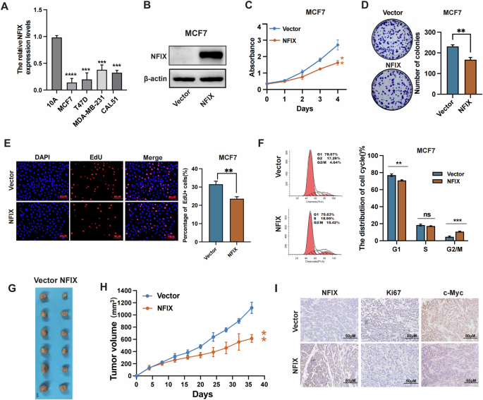 Fig. 3: Overexpression of NFIX inhibits breast cancer cell proliferation.