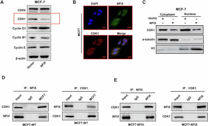 Fig. 5: NFIX interacts with CDK1.
