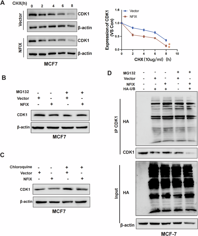 Fig. 6: NFIX promoted the degradation of CDK1.