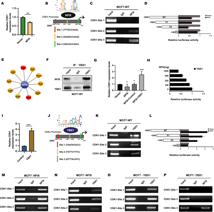 Fig. 7: NFIX transcriptionally inhibited CDK1 through YBX1.