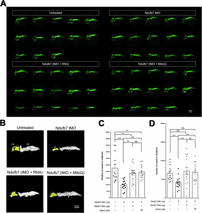 Fig. 5: Knockdown of Ndufb7 reduces the neuronal volume of the brain.
