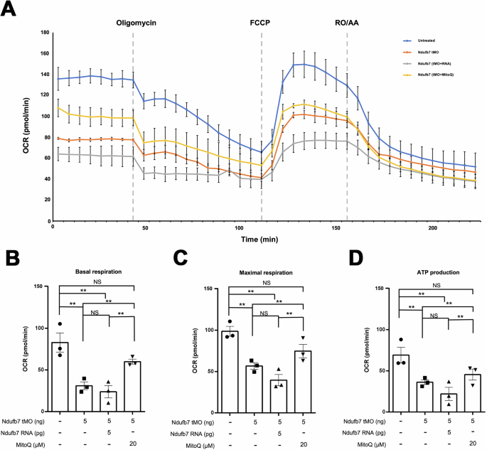 Fig. 7: Knockdown of Ndufb7 reduces the oxygen consumption rate.