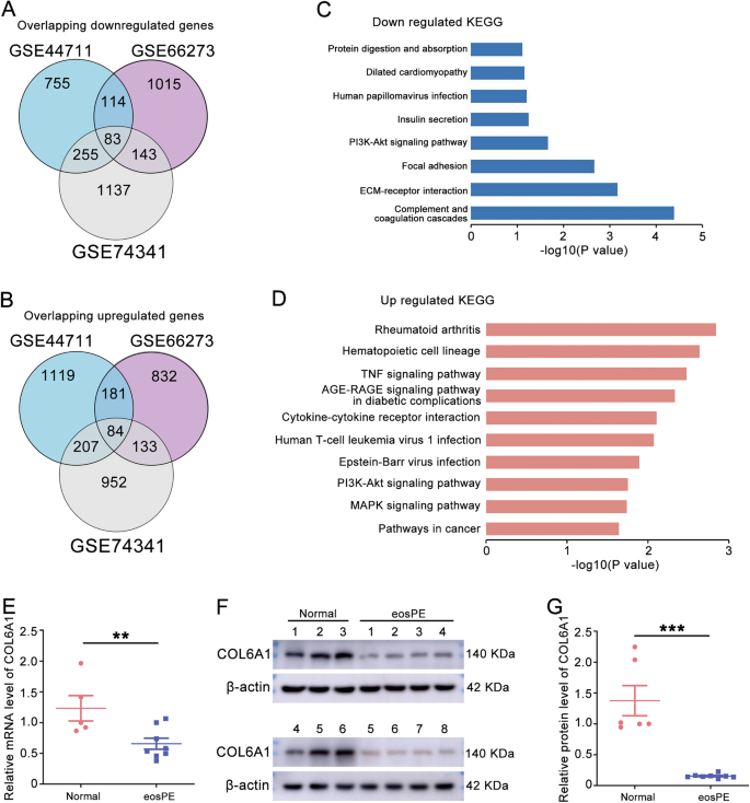 Fig. 1: COL6A1 was downregulated in eosPE placentas.
