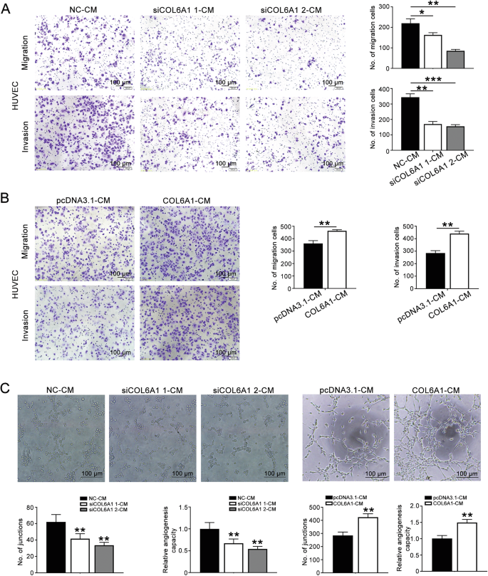 Fig. 3: Conditioned medium (CM) derived from COL6A1 knockdown/overexpressed HTR8/SVneo cells affected HUVECs functions.