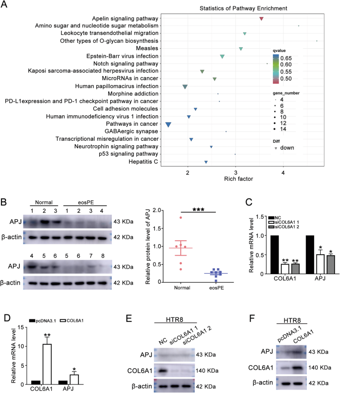 Fig. 4: Next-generation sequencing (NGS) revealed that Apelin signaling pathway was affected by COL6A1.
