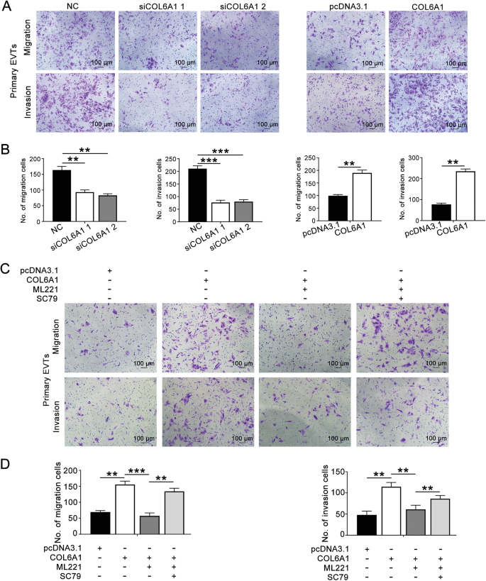 Fig. 7: COL6A1 promoted the migration and invasion of primary EVTs through the APJ/AKT/mTOR pathway.