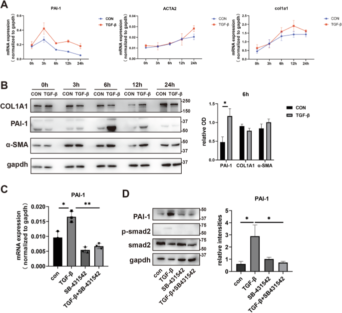 Fig. 5: TGF-β upregulates PAI-1 in SMAD dependent manner.