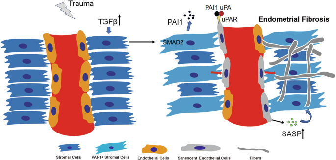 Fig. 7: Schematic diagram illustrating how PAI-1 derived from ESCs promotes endothelial aging, leading to endometrial fibrosis.