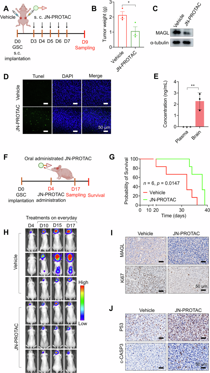 nude lsm 20 MAGL targeted PROTAC degrader simultaneously enhances P53 for synergistic  treatment of glioblastoma stem cell | Cell Death Discovery