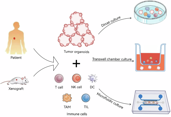 Fig. 1: Co-culture of tumor organoids and immune cells.