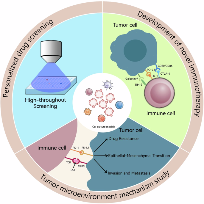 Fig. 2: Application and prospects of co-culture of tumor organoids and immune cells.