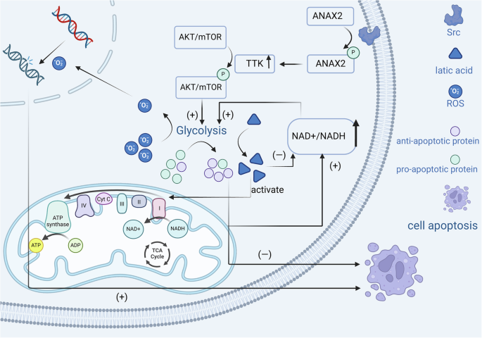 Fig. 3: ANXA2 inhibits apoptosis by promoting aerobic glycolysis in tumour cells.