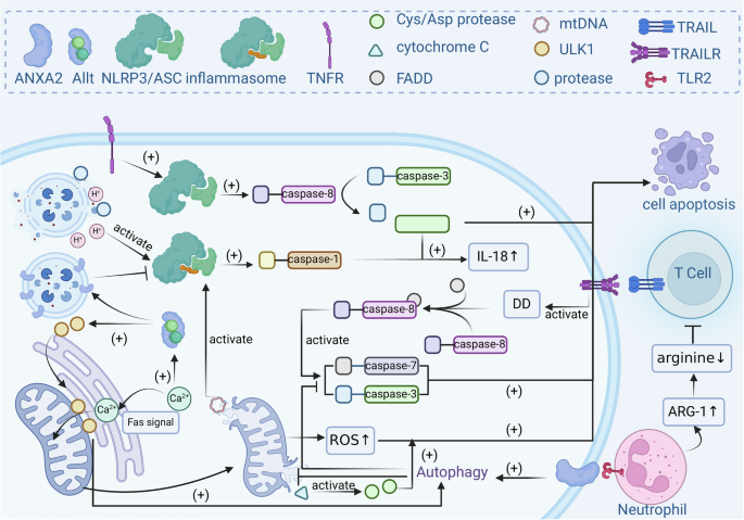 Fig. 4: Mechanism by which ANXA2 inhibits tumour cell apoptosis and its effects on tumour immunity.
