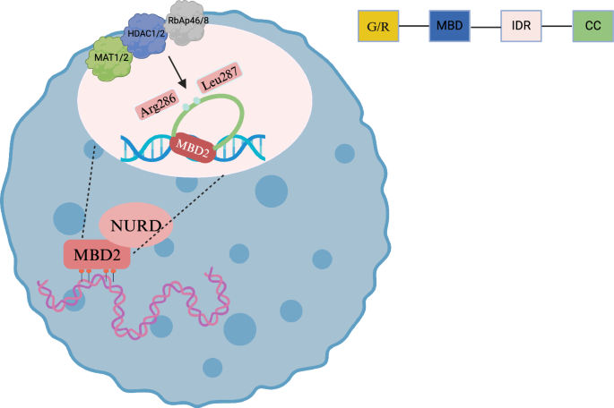 Fig. 1: Specialized sites within the intrinsically disordered region (IDR) of the MBD2 structure that bind NuRD complexes.