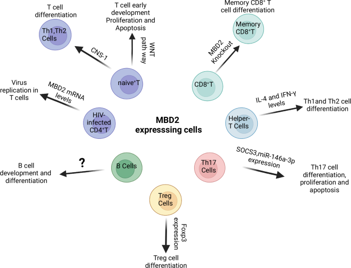 Fig. 2: The role of MBD2 in adaptive immune cells.