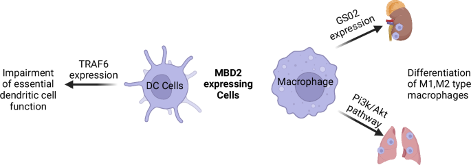 Fig. 3: The role of MBD2 in innate immune cells.