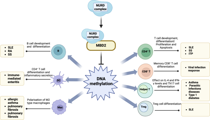 Fig. 4: Role of MBD2 in regulating immune cell function and mechanisms.
