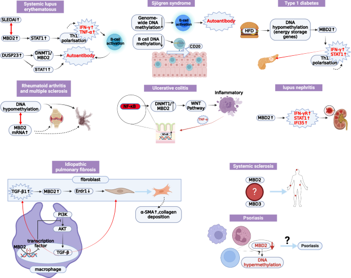 Fig. 5: The role of MBD2 in autoimmune diseases.