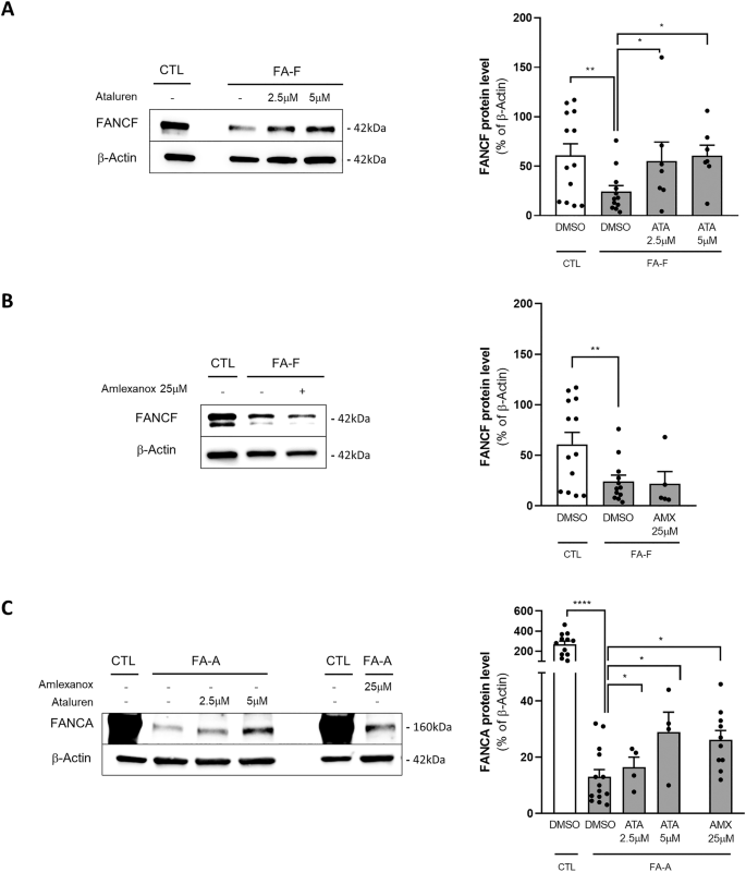 Fig. 1: Ataluren significantly increased both FANCF and FANCA protein expression, while amlexanox rescued only FANCA synthesis.