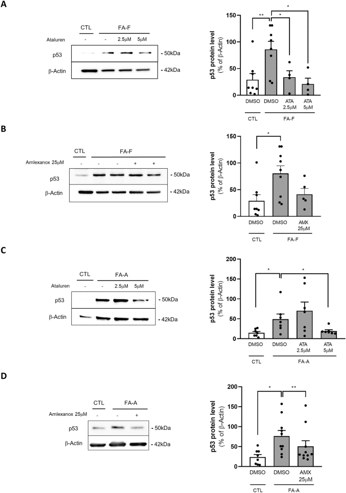 Fig. 2: Ataluren significantly reduced p53 expression levels in FA-F and FA-A mutated LCLs, while amlexanox reduced p53 solely in FA-A LCL.