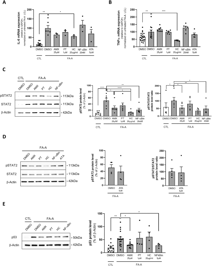 Fig. 5: Amlexanox did not reduce the expression of pro-inflammatory markers but reduced the phosphorylation of STAT2.