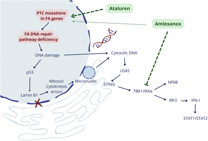 Fig. 8: Proposed mechanism of action of ataluren and amlexanox.