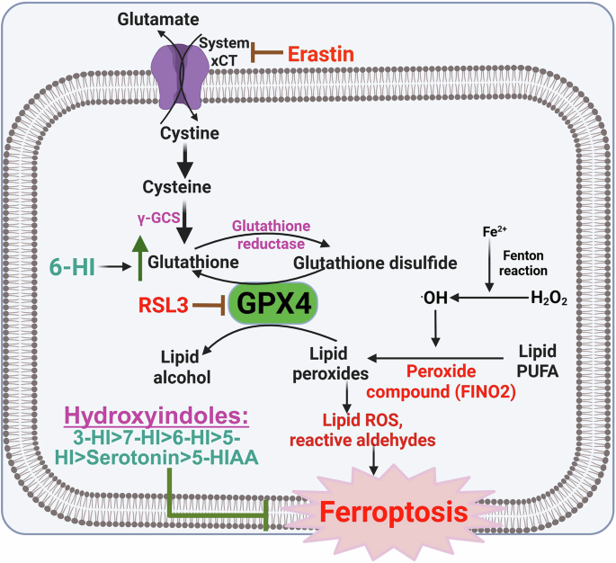 Fig. 7: Summary of the anti-ferroptotic effects of hydroxyindoles.