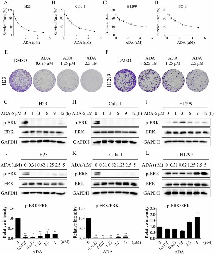 Fig. 1: The growth inhibitory effect of ADA on NSCLC cells.