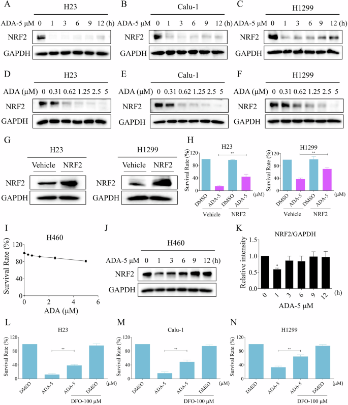 Fig. 2: NRF2 inhibition plays a crucial role in ADA-induced cell death.