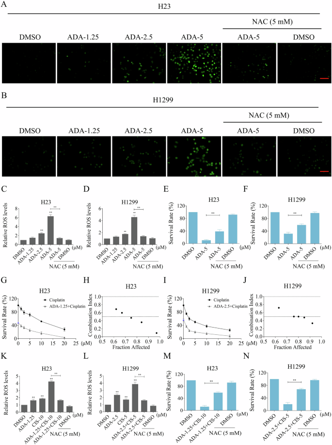 Fig. 4: ADA can cooperate with cisplatin to induce cell death by inducing ROS accumulation in NSCLC cells.